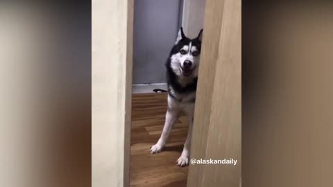 Husky knows he's in trouble when he gets caught by his dad