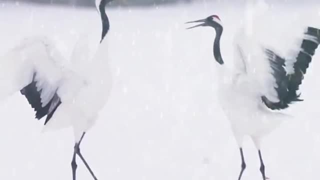 Fairy birds fly in love