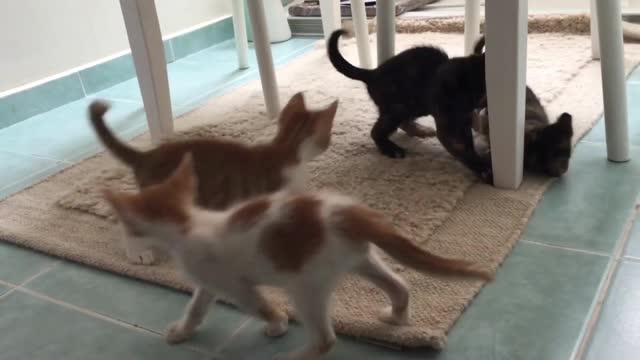 FUNNY CAT AND kittens MOWING COMPILATION