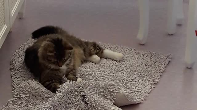 Cat Playing on Carpet