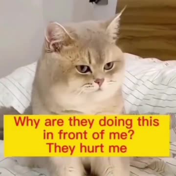 Cat kissing with tongue!