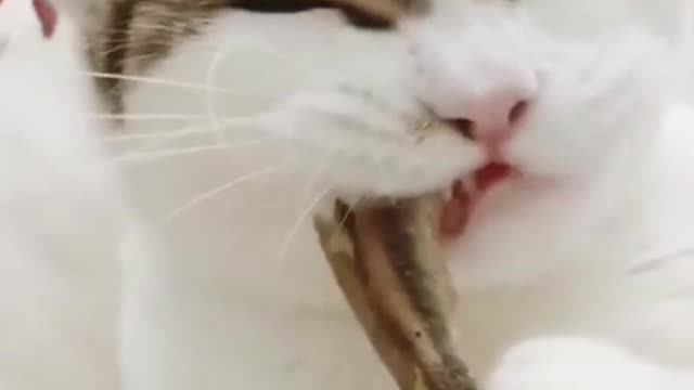viral cats funny cute