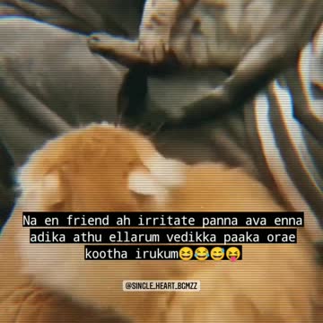 Cat🐈😺 funny 🤣🤣 comedy video