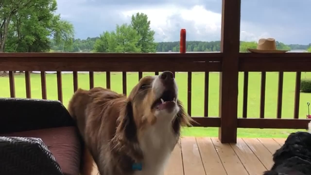 Dog video