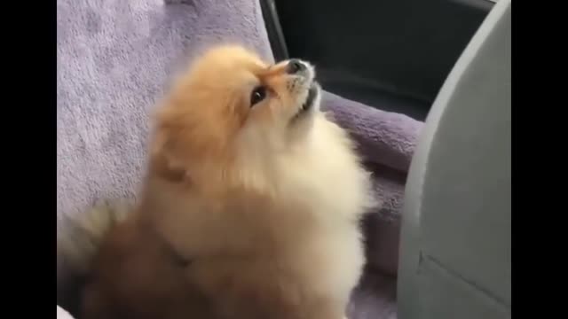 Puppies Doing Funny and cute movement