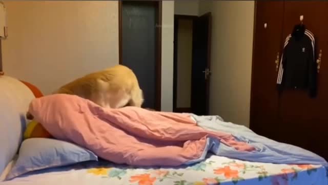 Cute dog is confused