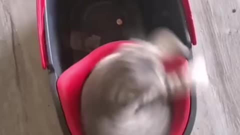 Owner spins his cat in the mop bucket