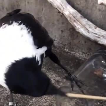 JUST AMAZING! SMART BIRD!