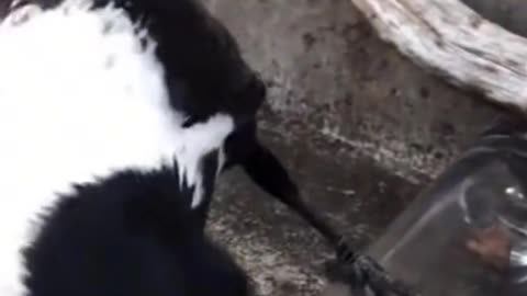 JUST AMAZING! SMART BIRD!