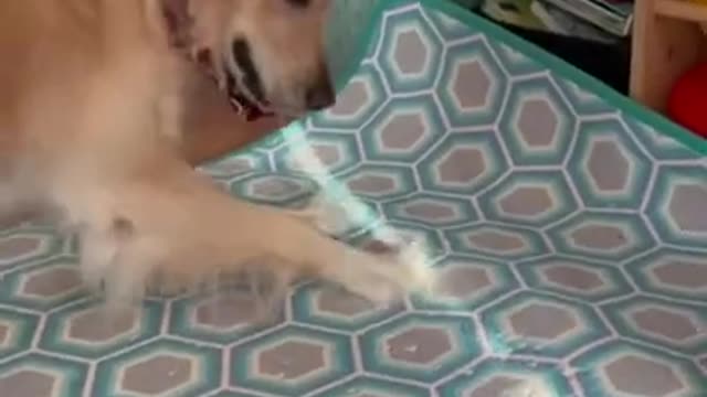 Golden Retriever is pouncing on shadows!