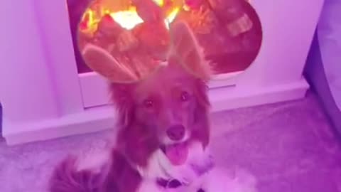 They are so cute dogs. I love them so much