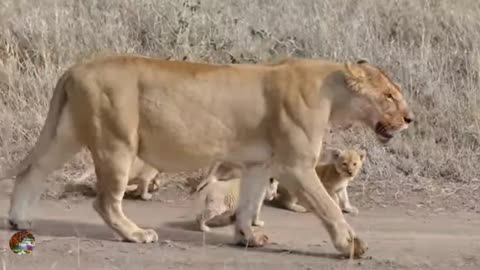 (orginal Audio) ADORABLE ! SIX LION CUBS enjoy there first outdoor adventure