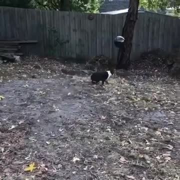 puppy balloon reaction