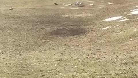 Amanda Grace Talks..Air Traffic Control and the Exodus of Seagulls!!