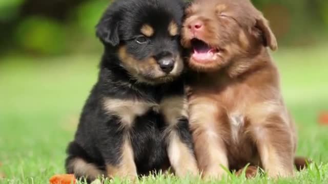 😍😍😍 PUPPIES 15 😍😍😍