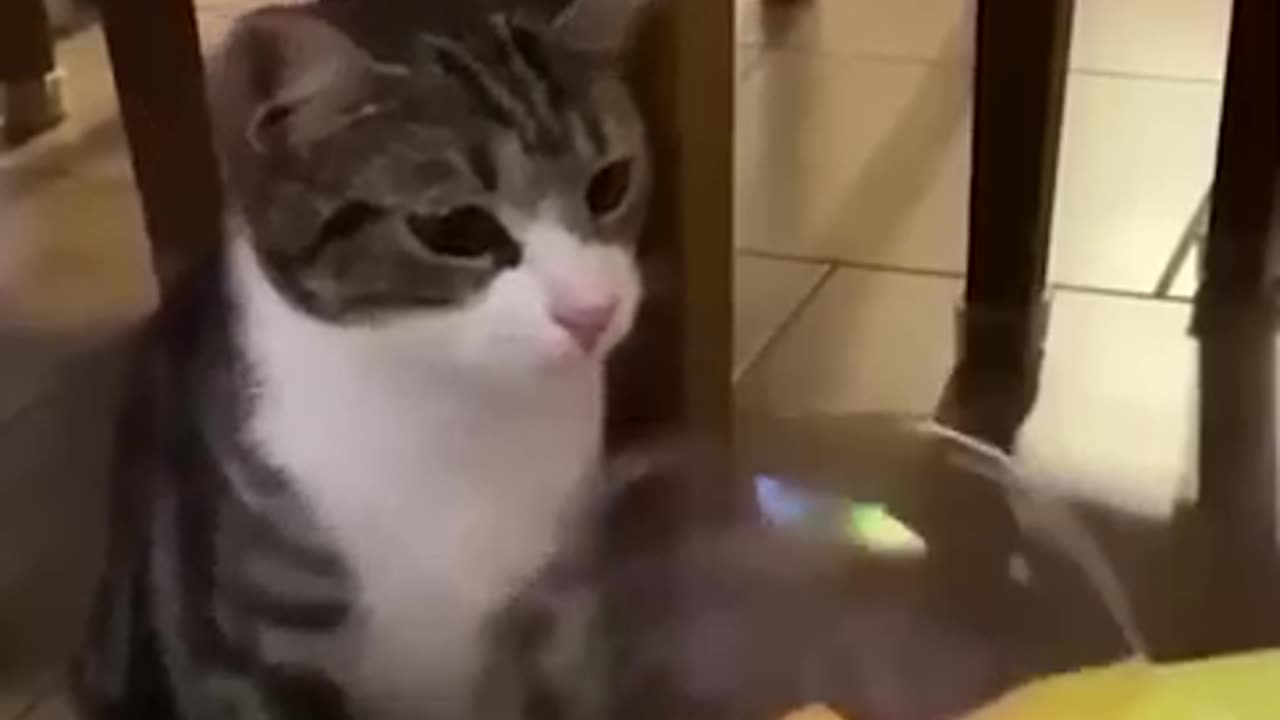 Funny animal