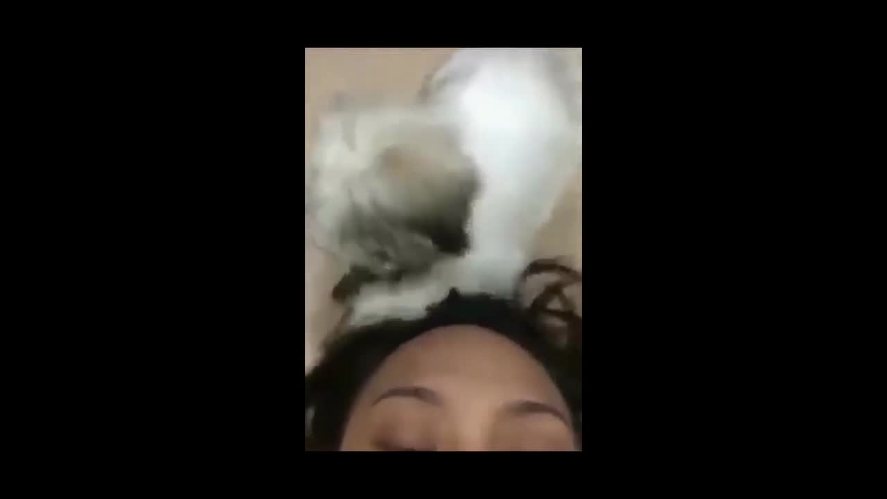 Havanese and Shih Tzu eating my sister's hair
