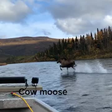 a moose running on water