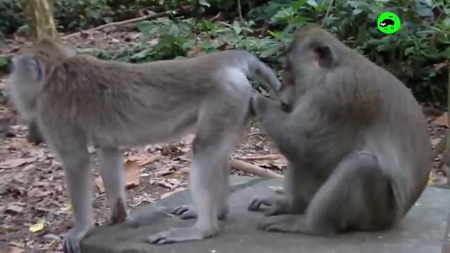 Funny animals monkeys