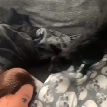 Dogs meeting new sister