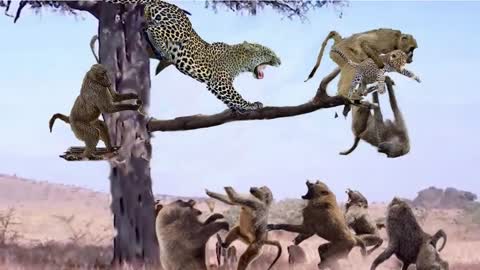 Leopard is constantly attacked by Monkeys on a tall tree - Buffalo attack Leopard