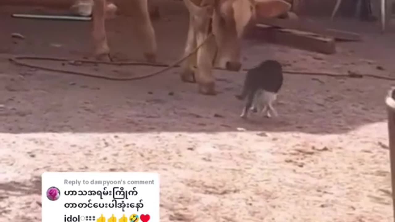 Cat#+cow funny moments