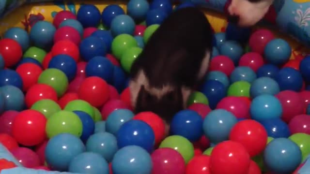 Ball pit piggy