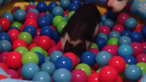 Ball pit piggy