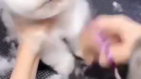 Super duper cute trimming puppies