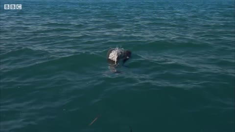 Dolphin Attempts to Kidnap Other Dolphin's Calf | BBC Earth