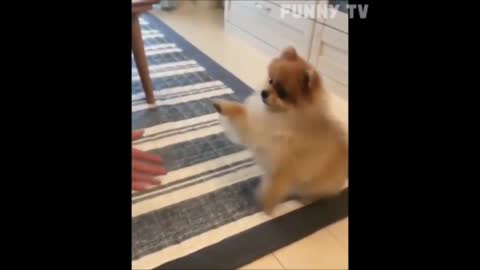 small cute puppy