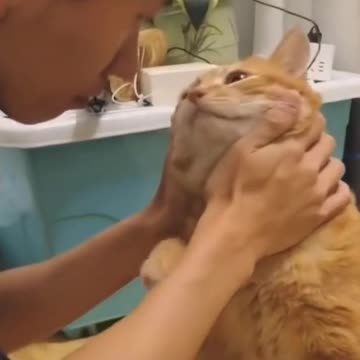 Cat licks owner #shorts😲😍❤