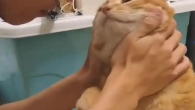 Cat licks owner #shorts😲😍❤