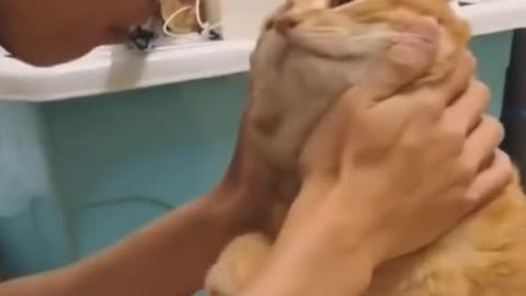 Cat licks owner #shorts😲😍❤