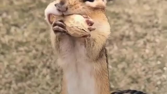 ChipmunkChipmunk Gets Jealous When This Woman Talks T