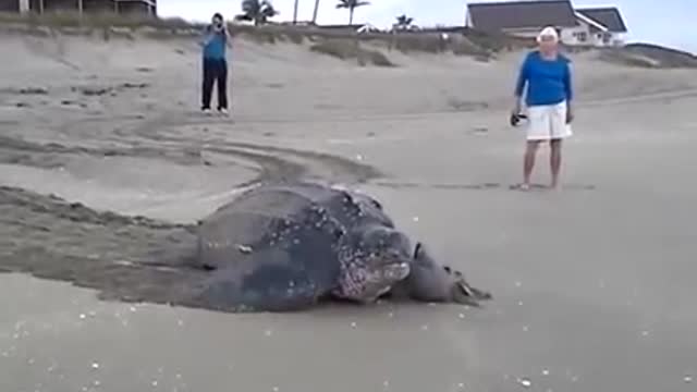 The biggest sea turtle is trying to get to the sea