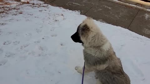 Pixie's 4th Day With Drew - Caucasian Ovcharka Dog - Caucasian Shepherd