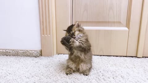 Funny and cute kittens have fun playing