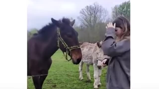 Donkey laughs at the dog