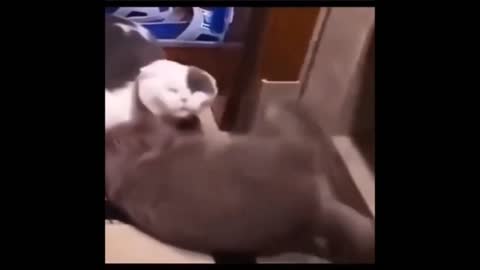 FUNNY poor Cats gets PUNCHED