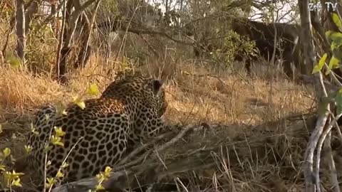 Mother Buffalo Alone Defeats Both The Leopard And Lion King To Save The Baby
