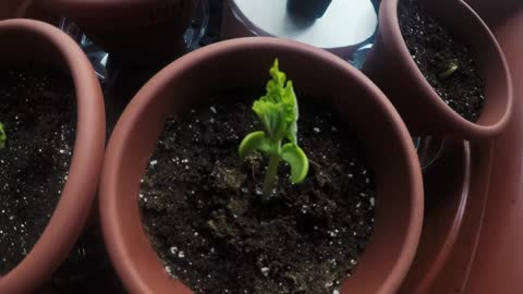 Plant Time-lapse Video