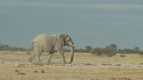 Travel to Africa on safari African Wildlife life