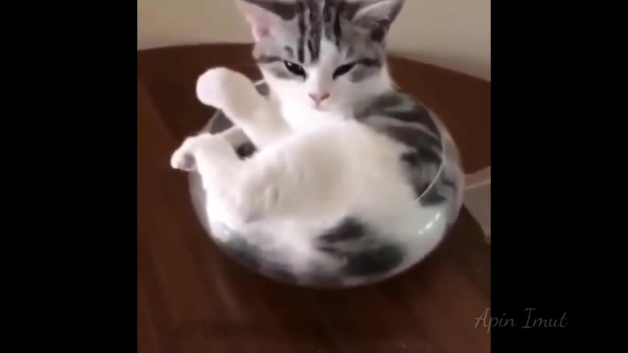 Best Funny Cat Video 😻