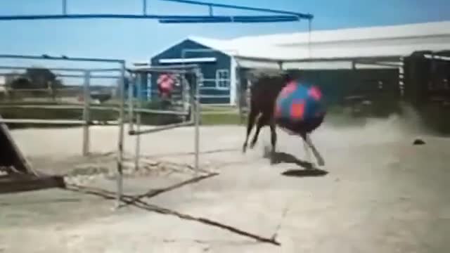 Horse loves his HUGE ball!