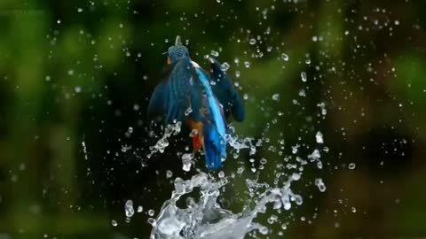 Amazing Kingfisher Video