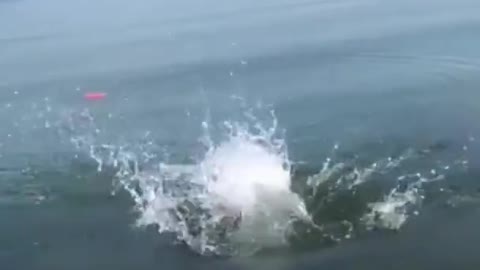 Animals funniest videos