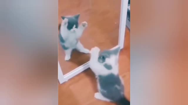 cute_cat_#shorts_#cats_#dogs_#comedy_#funny