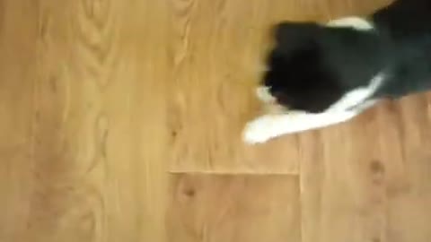 Funny ANIMALS video