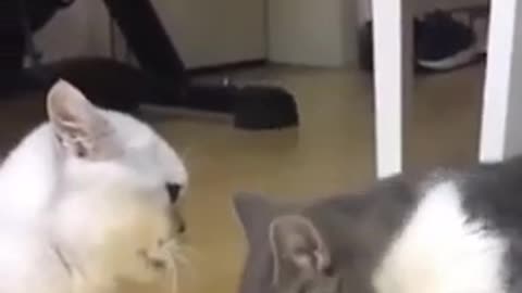 How short legs fight??